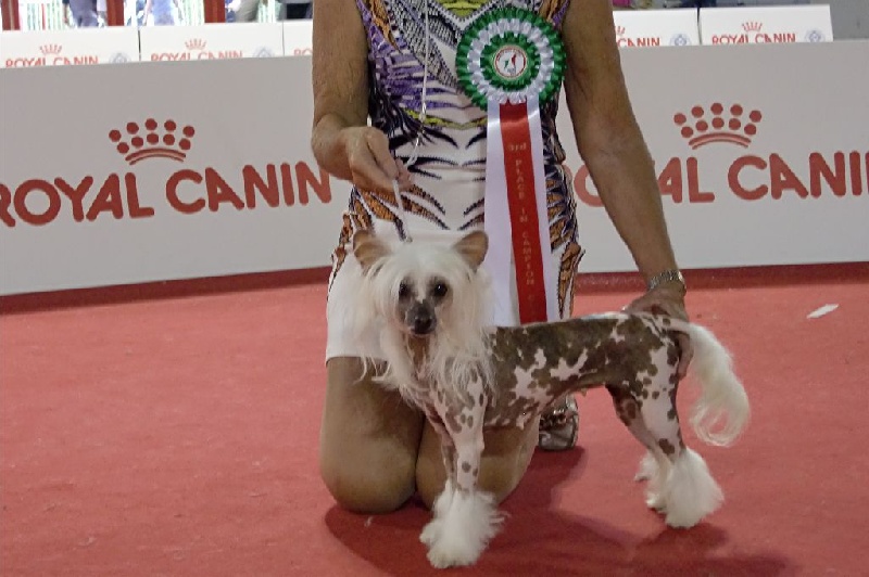 CH. Hotmail Little Champs - 3° EXC. classe Champion