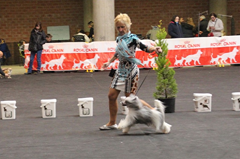 CH. Izzy pop Du pave de varennes - 1° EXC/RCACIB classe champion