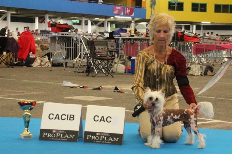 CH. Hotmail Little Champs - 1°EXC/CAC/CACIB/BOB
