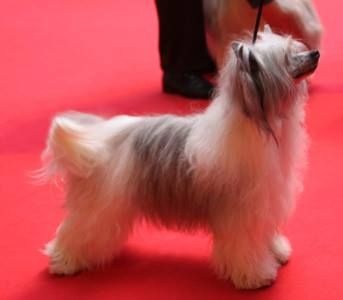 CH. Izzy pop Du pave de varennes - 1°EXC/CACS