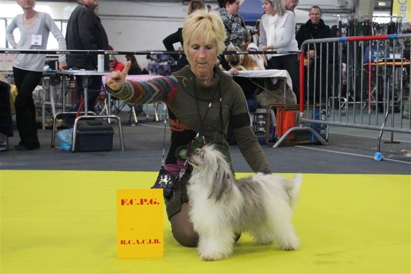 CH. Izzy pop Du pave de varennes - 2°EXC/RCACS/RCACIB