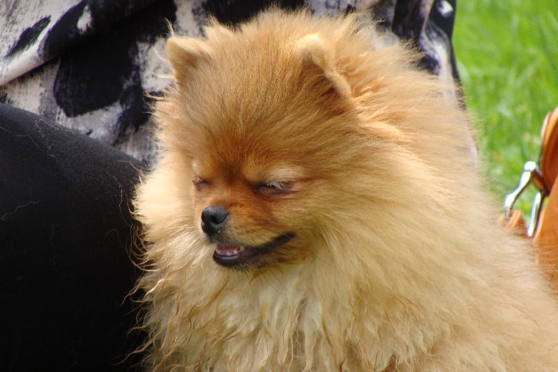 Publication : Des Fripouilles Du Mauriana Auteur : Alexandra Douillard