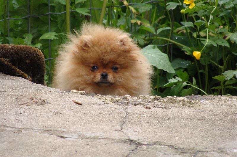 Publication : Des Fripouilles Du Mauriana Auteur : Alexandra Douillard