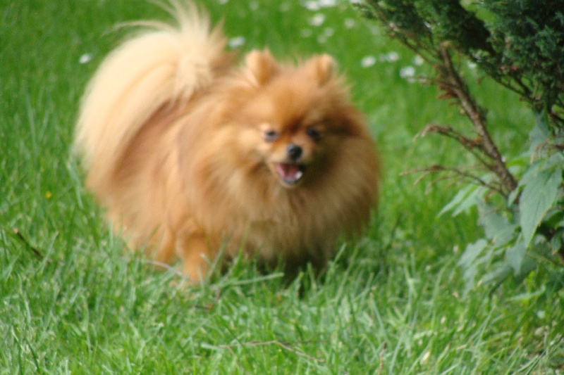 Publication : Des Fripouilles Du Mauriana Auteur : Alexandra Douillard