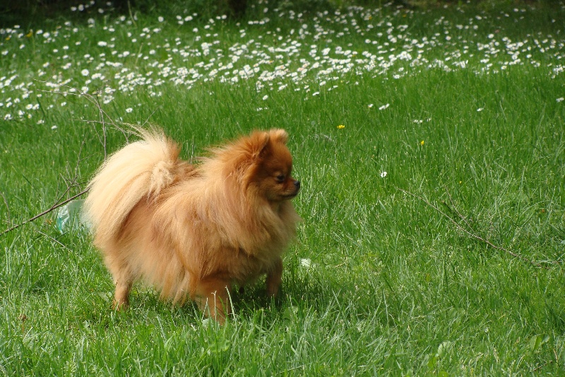 Publication : Des Fripouilles Du Mauriana Auteur : Alexandra Douillard