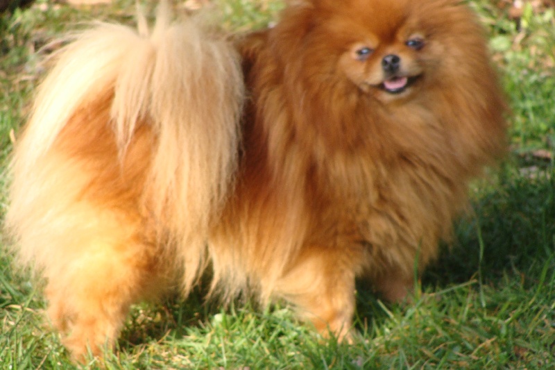 Publication : Des Fripouilles Du Mauriana Auteur : Alexandra Douillard