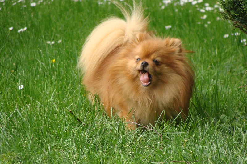 Publication : Des Fripouilles Du Mauriana Auteur : Alexandra Douillard