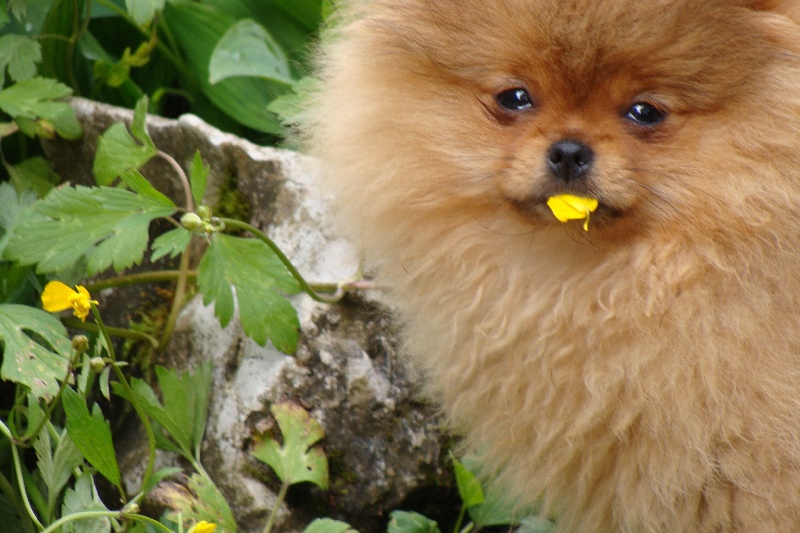 Publication : Des Fripouilles Du Mauriana Auteur : Alexandra Douillard