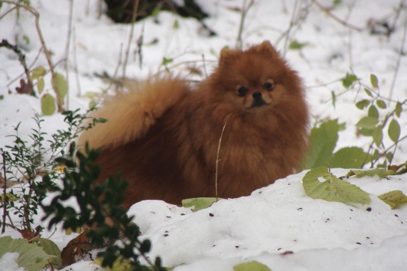 Publication : Des Fripouilles Du Mauriana Auteur : Alexandra Douillard