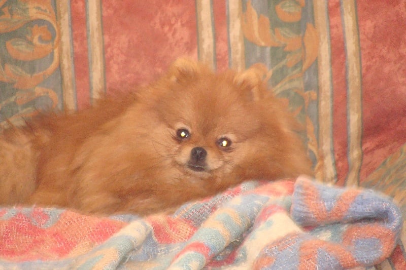 Publication : Des Fripouilles Du Mauriana Auteur : Alexandra Douillard