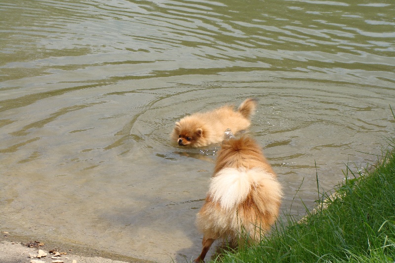 Publication : Des Fripouilles Du Mauriana Auteur : Alexandra Douillard