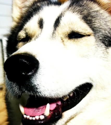 Publication : De La Fleur De Lys De La Ternoise Auteur : Susan