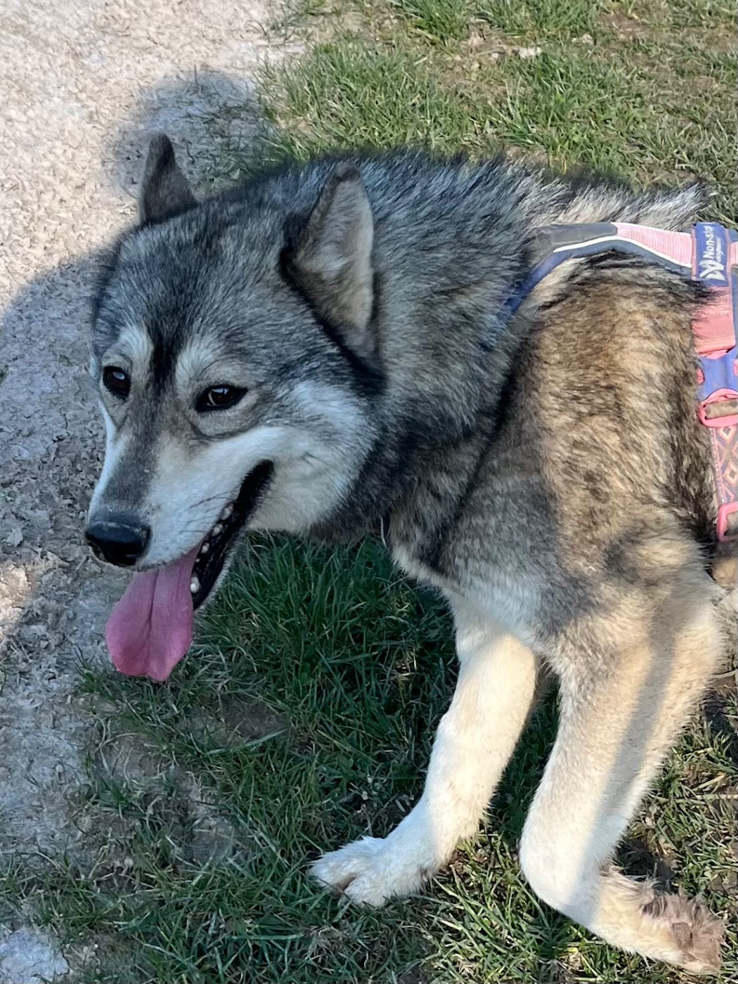 Vanou De La Fleur De Lys De La Ternoise