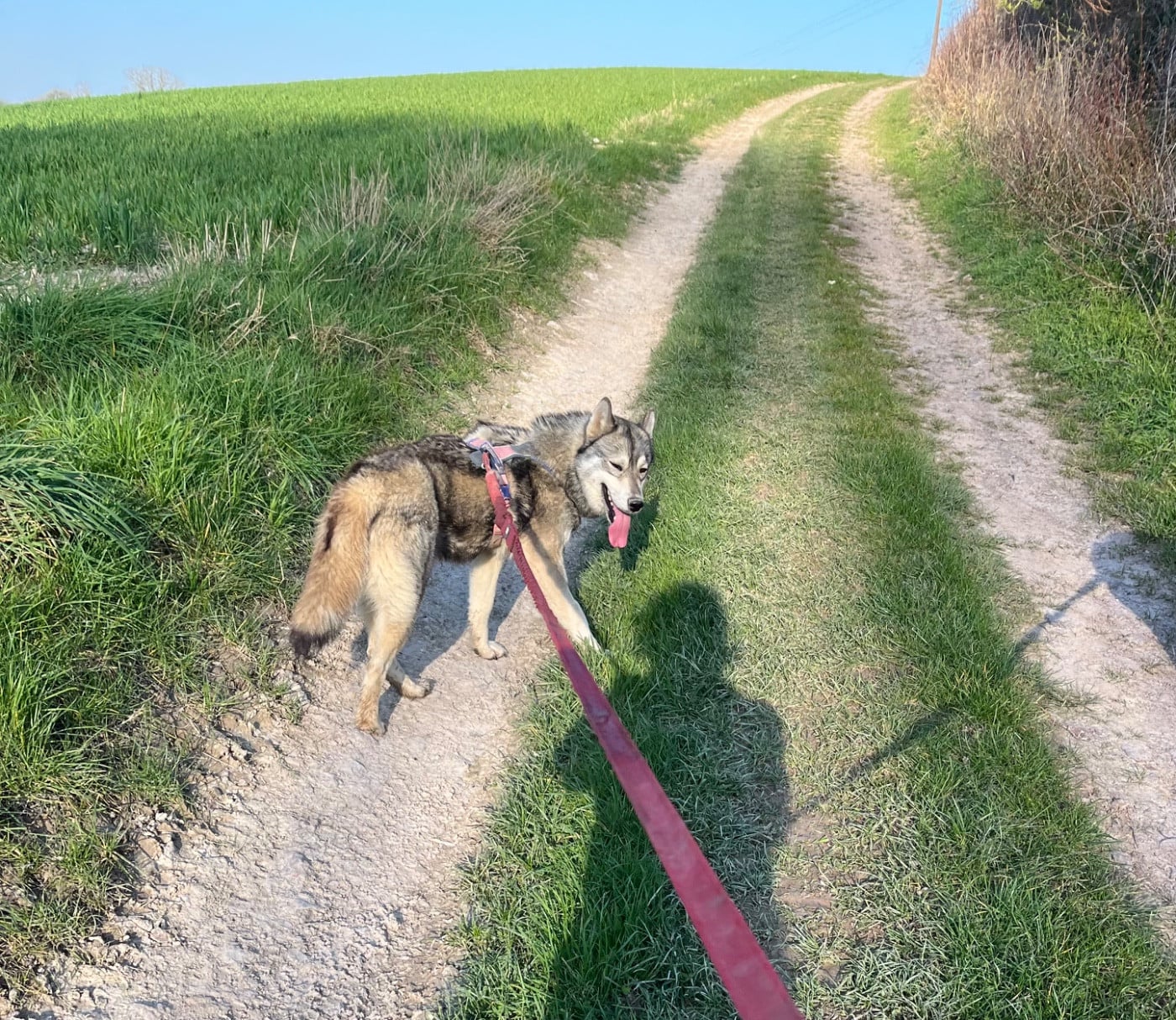 Vanou De La Fleur De Lys De La Ternoise