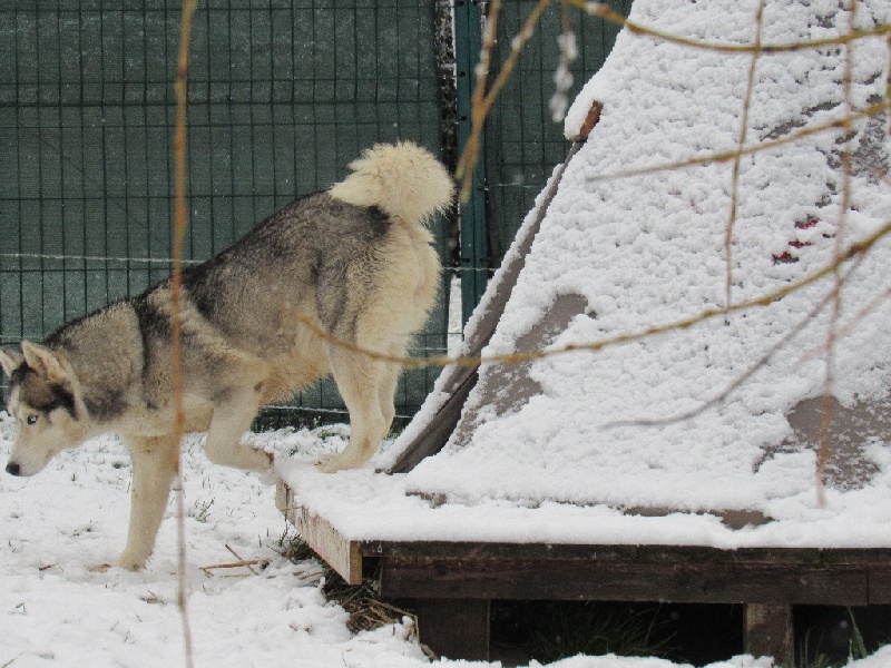 Publication : De La Fleur De Lys De La Ternoise Auteur : Susan