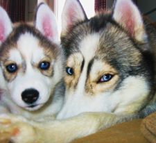 Publication : De La Fleur De Lys De La Ternoise Auteur : Susan