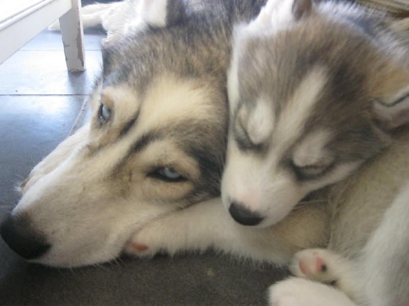 Publication : De La Fleur De Lys De La Ternoise Auteur : Susan