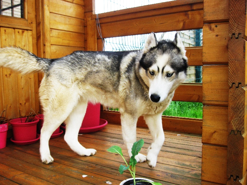 Publication : De La Fleur De Lys De La Ternoise Auteur : Susan