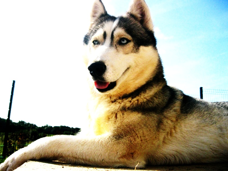 Publication : De La Fleur De Lys De La Ternoise Auteur : Susan