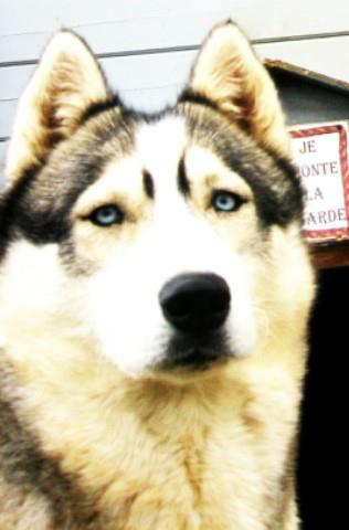 Publication : De La Fleur De Lys De La Ternoise Auteur : Susan