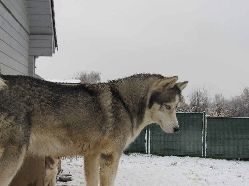 Publication : De La Fleur De Lys De La Ternoise Auteur : Susan