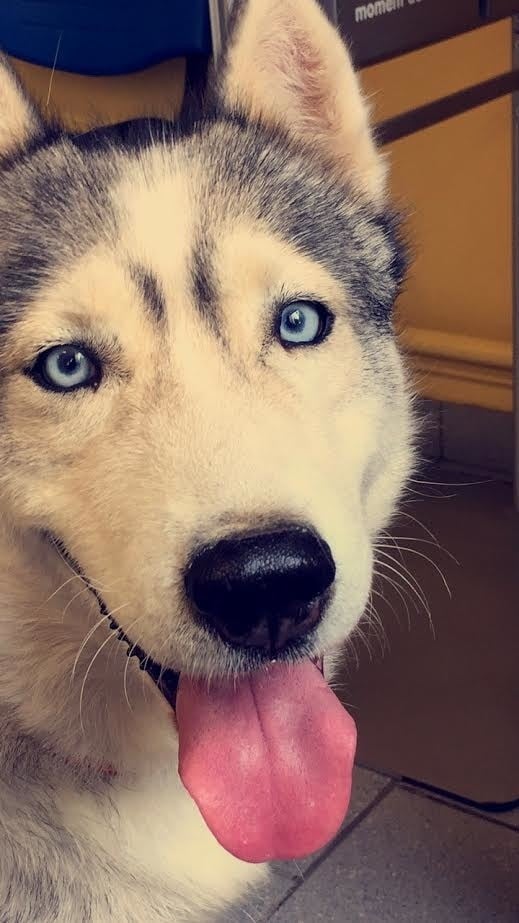 Publication : De La Fleur De Lys De La Ternoise Auteur : Susan