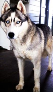 Publication : De La Fleur De Lys De La Ternoise Auteur : Susan