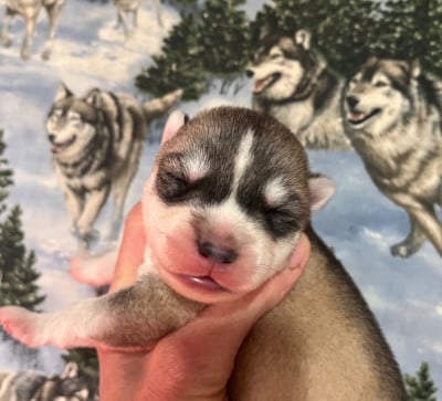 Les chiots de Siberian Husky