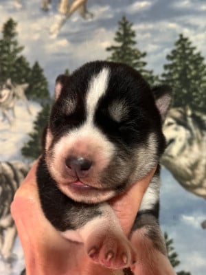 Les chiots de Siberian Husky