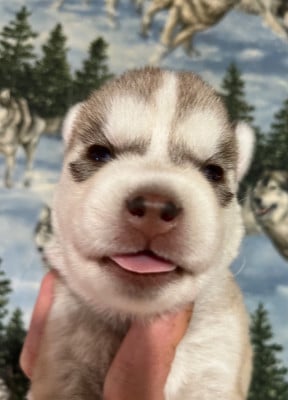 Les chiots de Siberian Husky