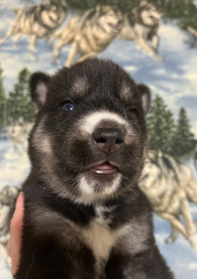 Les chiots de Siberian Husky