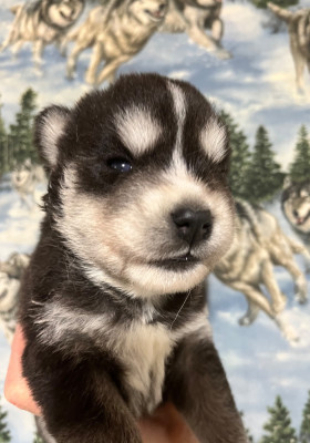 Les chiots de Siberian Husky