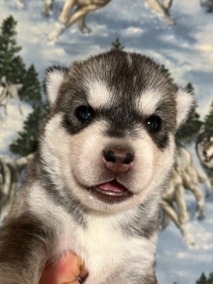 Les chiots de Siberian Husky