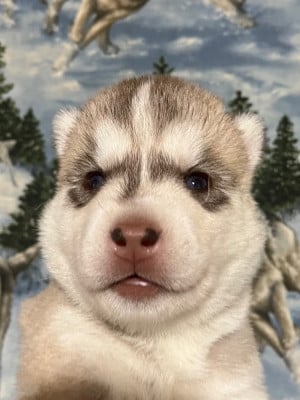 Les chiots de Siberian Husky