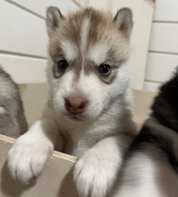 Les chiots de Siberian Husky