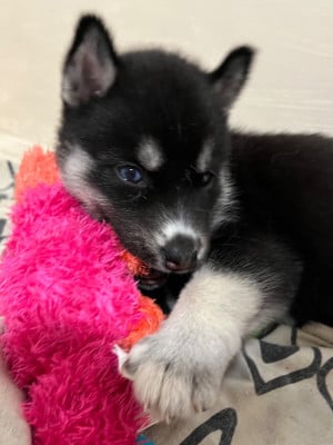 Les chiots de Siberian Husky
