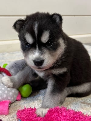 Les chiots de Siberian Husky