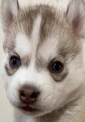 Les chiots de Siberian Husky
