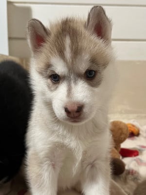 Les chiots de Siberian Husky