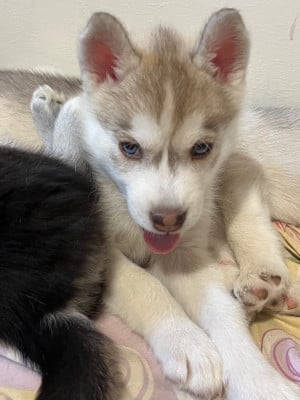 Les chiots de Siberian Husky