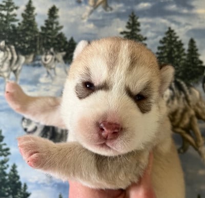 Les chiots de Siberian Husky
