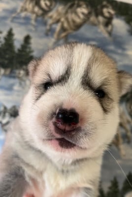 Les chiots de Siberian Husky