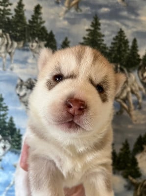 Les chiots de Siberian Husky