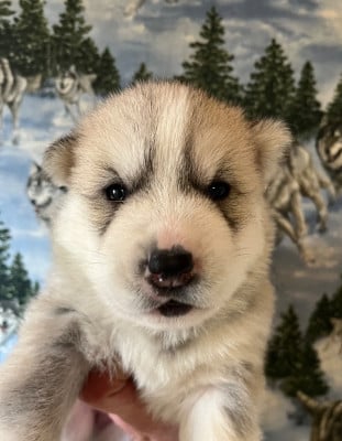 Les chiots de Siberian Husky