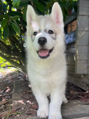 Les chiots de Siberian Husky