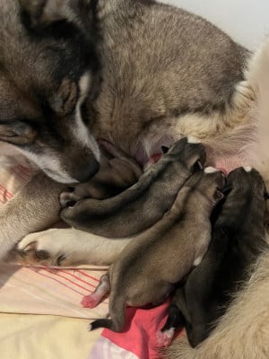 Les chiots de Siberian Husky