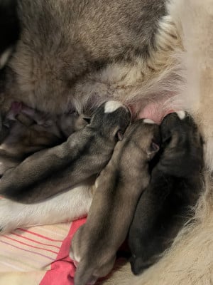 Les chiots de Siberian Husky