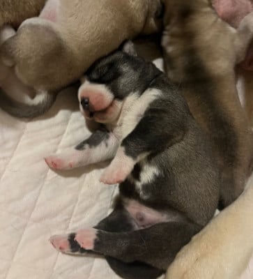 Les chiots de Siberian Husky