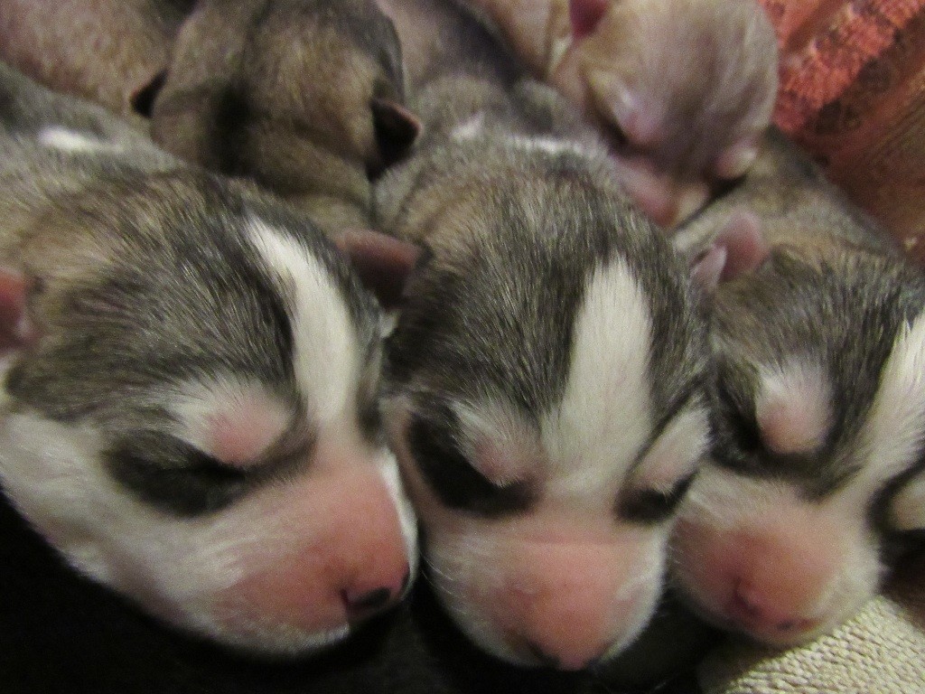 OCTAVE - Siberian Husky