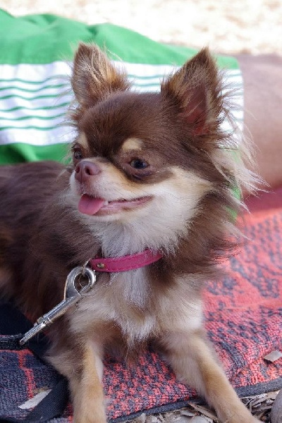 Publication : Amaryllis Jungle